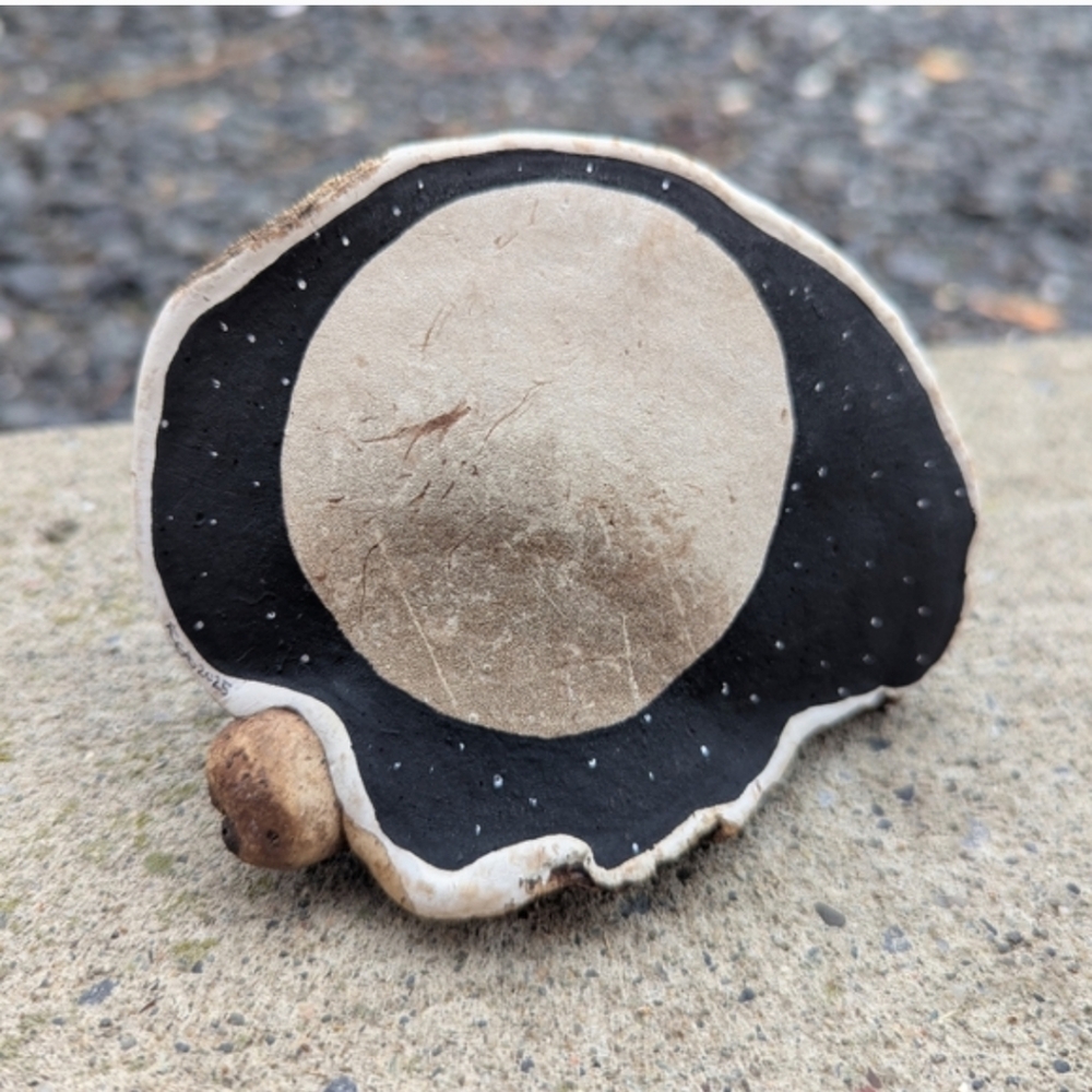 Moon Rise - Hand Drawn On Bracket Fungus